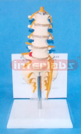 BASIC LUMBAR VERTEBRAE WITH SACRUM AND NERVES